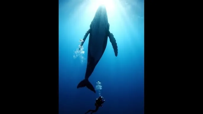 田中瞳 - 深蓝星球：探索海洋深处的未知世界